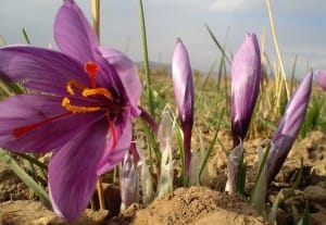 import persian saffron,persia saffron seller,persian saffron exporter,saffron