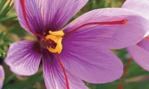 在广州红花卖家，藏红花进口到武汉，藏 红花卖家在武汉，藏红花进口到天津，藏红花卖家在天津，藏红花进口到香港，在香港
