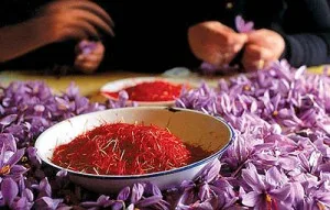 Increased cultivation of saffron in Ardebil