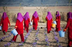 Why do prices rise and fall of saffron?