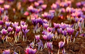 Iranian saffron is exported primarily to Spain and the UAE