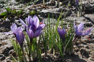 Saffron was the increase in prices