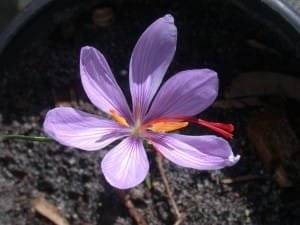 Iranian saffron in Europe to Afghans!