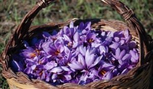 Warns of increasing Iranian saffron competitors and Slippage