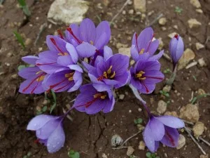 50% increase in the price of flowers on the eve of harvest