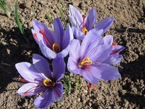 saffron shop in ITALY,Saffron,saffron in FRANCE,saffron price in FRANCE, saffron companies in FRANCE