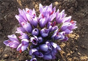 price of saffron LA,saffron shop in LA,Saffron,saffron in LOS ANGLES,saffron price in LOS ANGLES