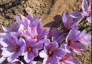 red saffron in WHANIGTON,Iranian saffron in WHANIGTON,buy saffron in WHANIGTON,price of saffron WHANIGTON,saffron shop in WHANIGTON