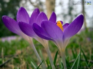 Saffron was Chinese!