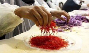 Safran iran, Safran aus dem Iran, persisch Safran, Safran Stigma , Safran Produzenten, Safran Hersteller, Safran Kosten,