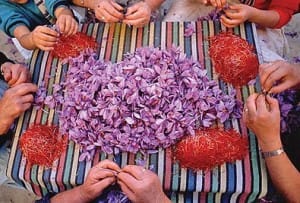 eshop zafferano, mancha saffronpackaging zafferano zafferano iran , iraniana fornitore di zafferano, comprare lo zafferano, prezzo zafferano, Sargol comprare lo zafferano, mancha zafferano