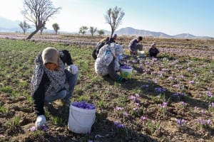 venditore lo zafferano in Europa, lo zafferano importatore per l'Italia, venditore zafferano in Italia, grossista zafferano in Italia, importet zafferano Italia, venditore zafferano in Roma, importatore lo zafferano a Milano