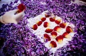 saffron companies in LOS ANGLES,saffron iran in LOS ANGLES,Persian saffron in LOS ANGLES,red saffron in LOS ANGLES,Iranian saffron in LOS ANGLES