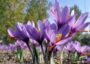 red saffron in america,Iranian saffron in america,buy saffron in america,price of saffron america,saffron shop in america