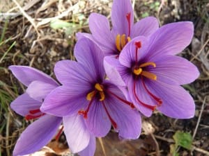 Saffron,saffron in ITALY,saffron price in ITALY, saffron companies in ITALY,saffron iran in ITALY