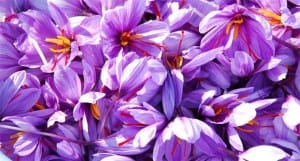 Saffron,saffron in NY,saffron price in NY, saffron companies in NY,saffron iran in NY