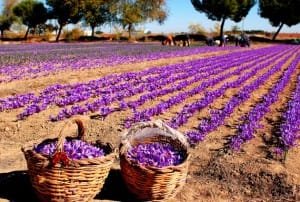 Up flowers in the underlying market