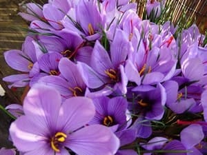 Agriculture supports the development of saffron in Ardebil