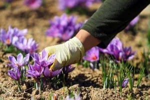 Saffron deflation in July