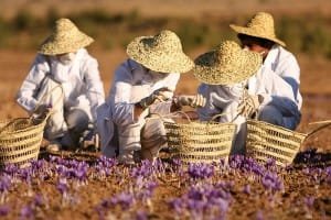 Afghans are marketing director of Iranian saffron!