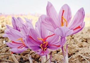 Saffron market mafia?