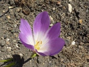 Saffron will be developed in Khorasan Razavi