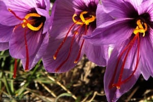 The market was turbulent saffron