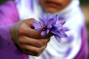 develop saffron for water resources management in Ardebil