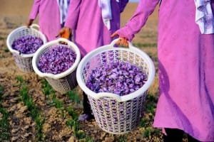 Significant smuggling of saffron bulbs to Afghanistan