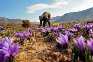 Red gold mining profits in the pockets of speculators