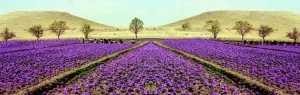 630 hectares of saffron is thirsty Bardaskan