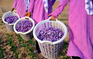 Spain Iranian saffron exports to 140 countries!