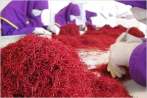 600 hectares of saffron fields thirsty Bardaskan