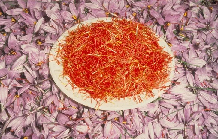 major purchase in El Paso,red saffron in El Paso,saffron shop in El Paso, ,saffron,iran saffron in Washington,persian saffron in Washington,iranian saffron in Washington,price of saffron in Washington,saffron in Washington,saffron companies in Washington,