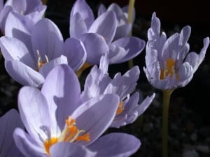 Economic development with saffron
