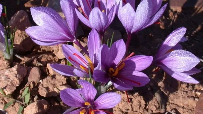 Crude oil is one of the main challenges of saffron in Iran,National Saffron, Saffron National Council,iran saffron,saffron mashhad,saffron