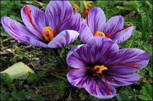Iranian saffron is potential for branding Commodity Exchange