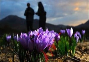 Fraud, as enemy number one global market of Iranian saffron