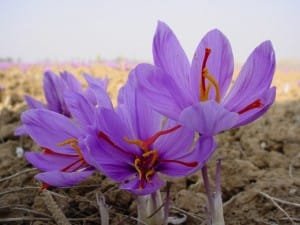 Saffron was turbulent market
