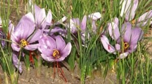 Saffron production problems