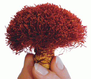 saffron stigma,saffron producers,saffron manufacturer,saffron cost