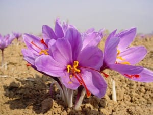 Iranian saffron is exported to Afghanistan
