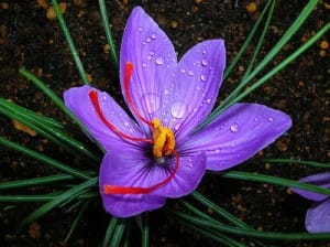 Iranian saffron in CALIFORNIA,buy saffron in CALIFORNIA,price of saffron CALIFORNIA,saffron shop in CALIFORNIA,Saffron