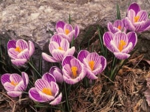 import saffron in OHIO, iranian saffron OHIO,saffron in OHIO city,importer saffron in CARSON CITY,price of iranian saffron in CARSON CITY