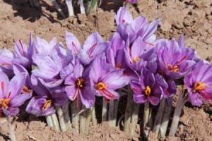 saffron in america,saffron price in america, saffron companies in america,saffron iran in america,Persian saffron in america