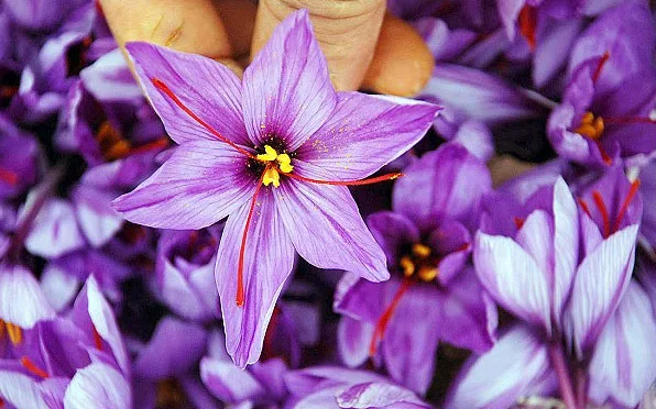 saffron companies in Hawaii,saffron price in Hawaii,saffron iran in Hawaii,saffron shop in Hawaii,buy saffron in Hawaii,buy persian saffron in Hawaii,purchase saffron in Hawaii,major purchase in Hawaii,red saffron in Hawaii,saffron shop in Hawaii,