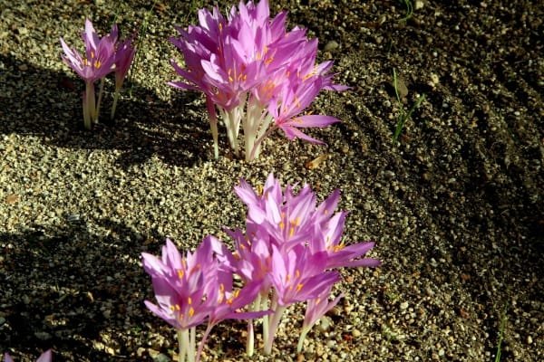 10 Incredible Properties of Red Gold (Saffron) , 10 incredible properties of red gold, saffron harvest, saffron cultivation, economic prosperity in saffron, medicinal plants, Iranian red gold, Iranian saffron