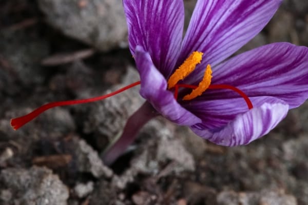 10 to 15% reduction in the price of saffron in the market , Saffron price reduction, Saffron harvest, Saffron cultivation, Economic prosperity in saffron, Medicinal plants, Saffron price reduction in the market, Iranian saffron, Corona virus in the market