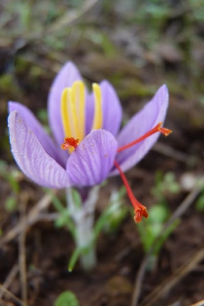 100 hectares of Yazd lands were allocated for saffron cultivation , Yazd lands for saffron cultivation, saffron harvest, saffron cultivation, economic prosperity in saffron, medicinal plants, 100 hectares of Yazd lands for saffron cultivation, Yazd for saffron cultivation