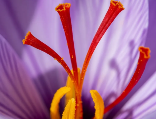 Which part of saffron is edible?